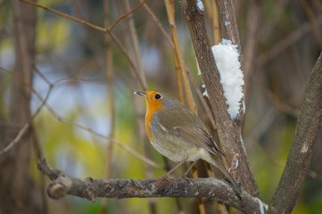 Closeup of robin on a tree. Robin to the manger. Pettirosso su ramo di un albero, pettirosso alla mangiatoia