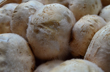 Mushrooms covered with mold