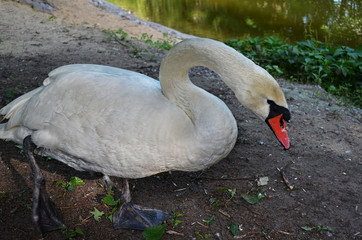 Swan near the water