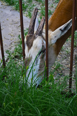 Antelope in a cage