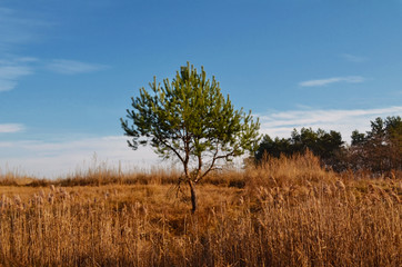 Tree in the field