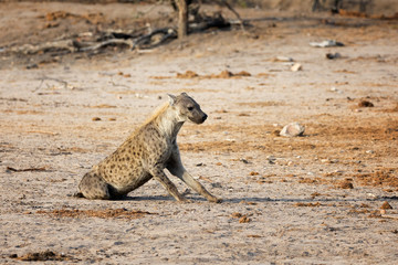 Sitting hyena