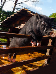 Little black pig in a decorative wooden pen