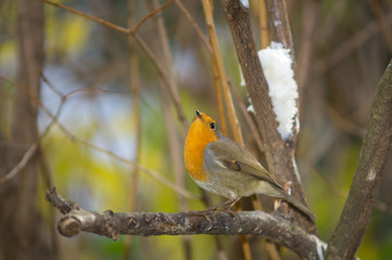 Fototapeta premium Closeup of robin on a tree. Robin to the manger. Pettirosso su ramo di un albero, pettirosso alla mangiatoia