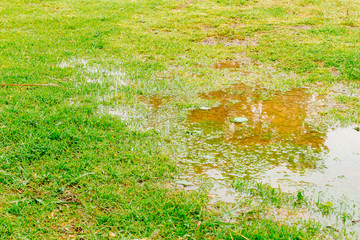 Puddle of water with reflection and green grass