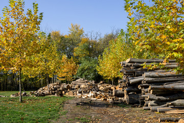 Fototapeta na wymiar cut forest trees in autumn