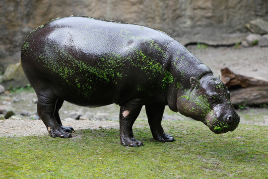 young hippo covered by lentils