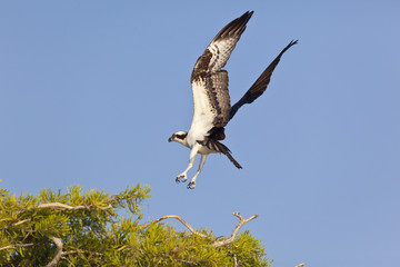 Osprey landing on a cypress tree