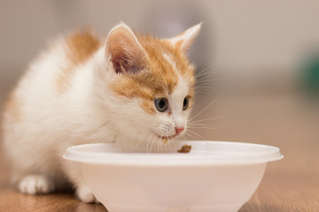 Little red kitten is eating food from a plate.