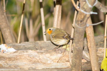 Closeup of robin on a tree. Robin to the manger. Pettirosso su ramo di un albero, pettirosso alla...