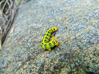 Hawk-moth caterpillar