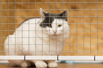 White adult cat with black ears sitting behind a metal grille.