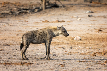 Standing hyena