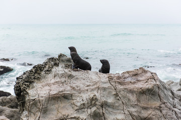 Seal Colony in Picton, New Zealand