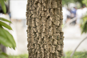 Bark rough of tree