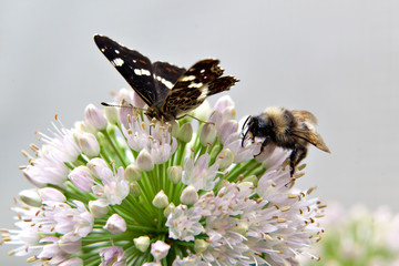 A bumblebee and a butterfly on a flower together