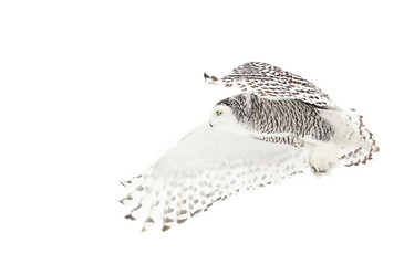 Obraz premium Snowy owl (Bubo scandiacus) isolated on white background flies low over hunting an open snowy field in Ottawa, Canada