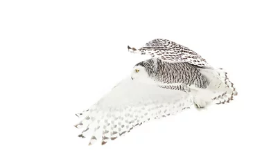 Crédence de cuisine en verre imprimé Hibou Snowy owl (Bubo scandiacus) isolated on white background flies low over hunting an open snowy field in Ottawa, Canada