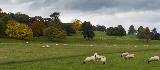 Obraz premium Flock of Sheep