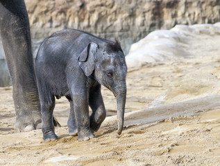 Fototapeta premium baby elephant