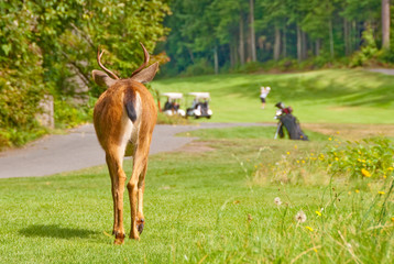 A deer on the golf field. Shallow depth of field. Focus on the deer.