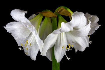 White amaryllis flower