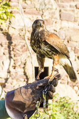 Portrait of Harris Hawk on a trainer's glove..