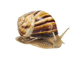 snail on white background