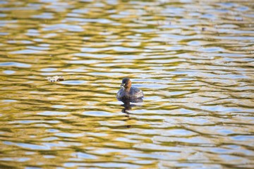 Little Grebe (Tachybaptus ruficollis)
