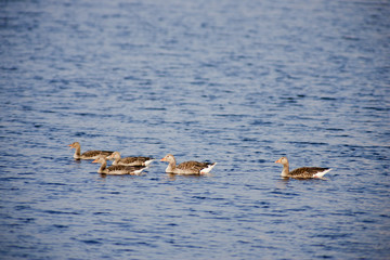 Graugans - Anser anser