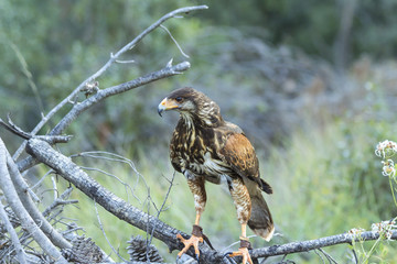Harris hawk in the forest