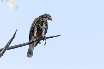 Harris hawk in the forest