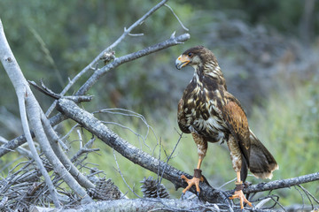 Harris hawk in the forest