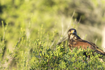 Harris hawk in the forest
