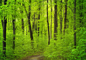 Fototapeta premium forest