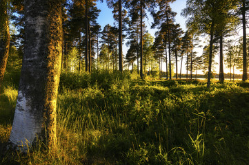 Sonnenuntergang im schwedischen Wald
