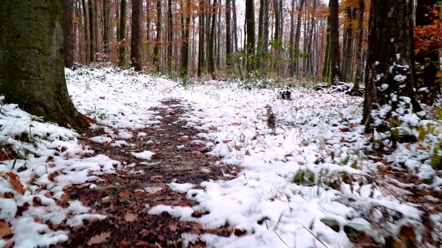 wienerwald im herbst mit schnee
