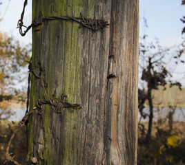old fence with barbed wire close up photo. Beautiful picture, ba