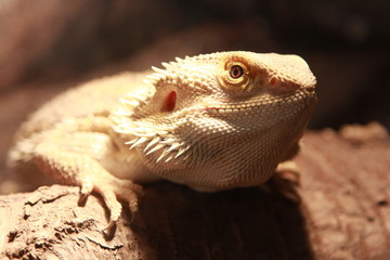 Pogona vitticeps