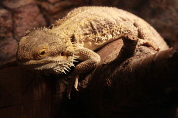 Pogona vitticeps