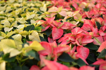 Poinsettia pink white