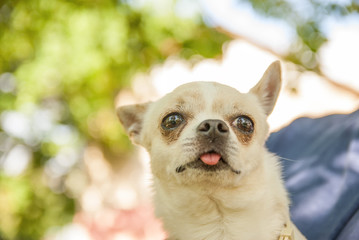 portrait of Chihuahua 