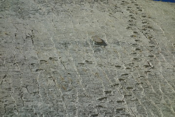 Dinosaur footprints in rock