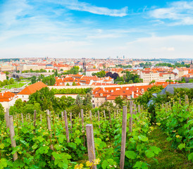 Panorama of the old part of Prague from the Prague Castle with vineyards in the foreground. Old...