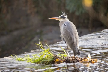 Grey Heron (Ardea cinerea)
