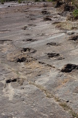 Dinosaur foot path