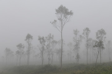 Bäume im Nebel