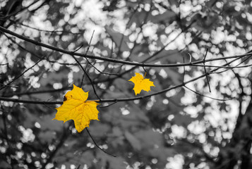 The young girl taking a leaf