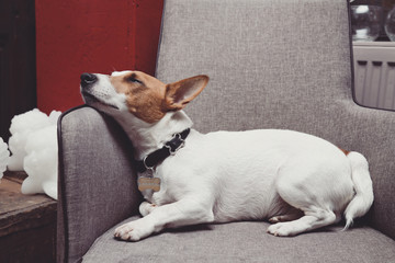 chien Jack Russel terrier dormant dans fauteuil
