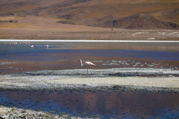 Flamingo Bolivia